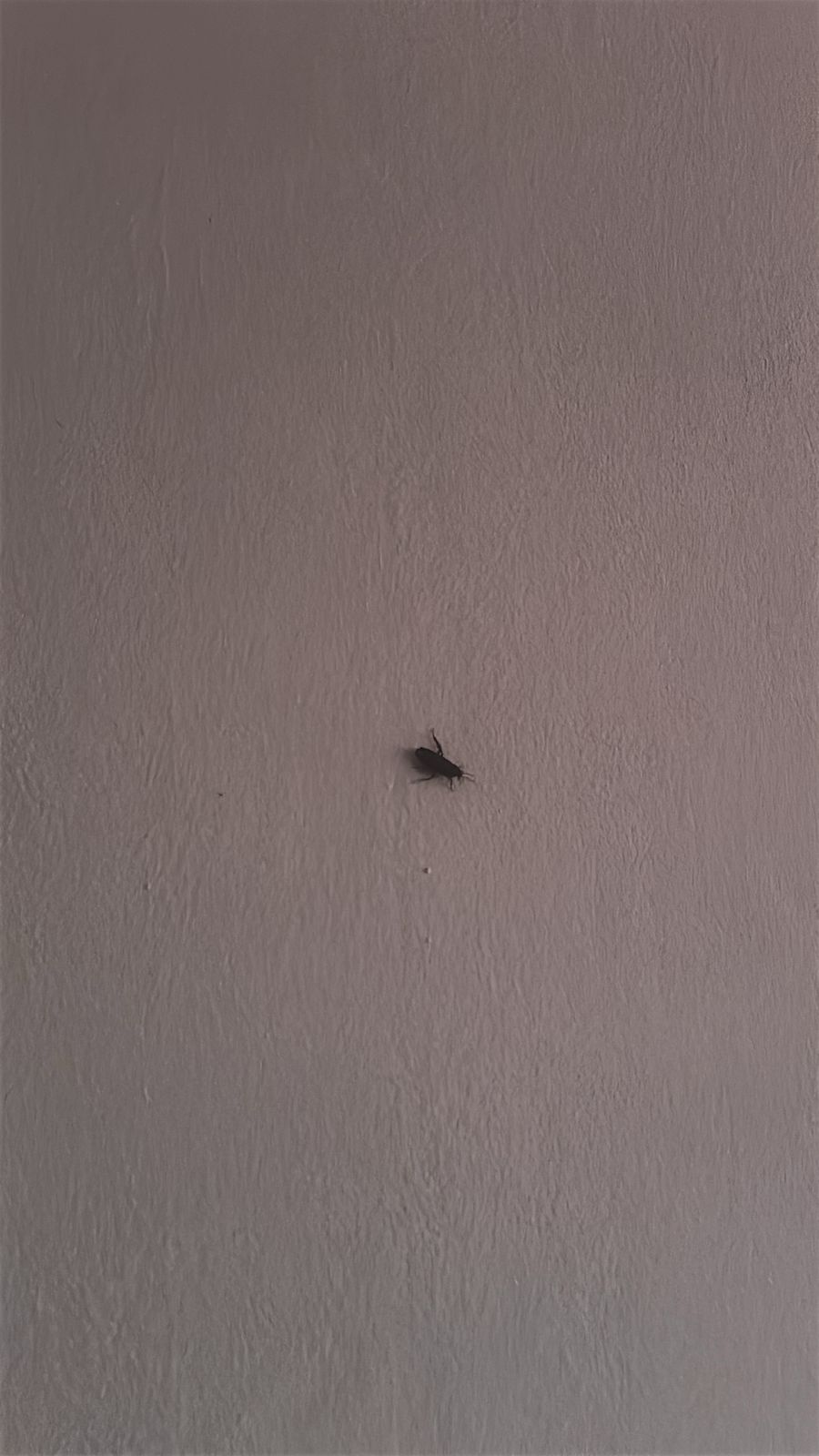 Netfly